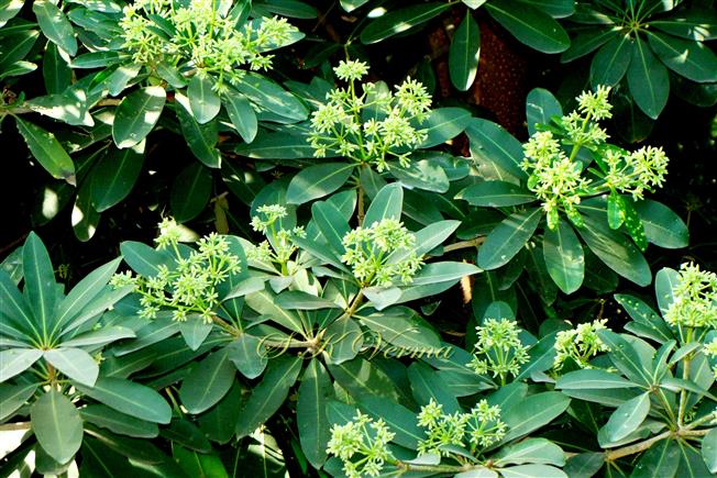  Flowering shoots with phyllotaxy and inflorescences